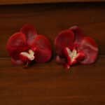 Tropical Butterfly Blooms - Red