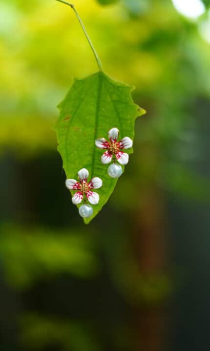 Floral Grace Studs - Rose Red